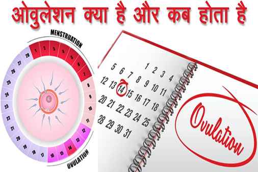 ओवुलेशन क्या है और ओवुलेशन कब होता है - What is Ovulation and when does Ovulation happen