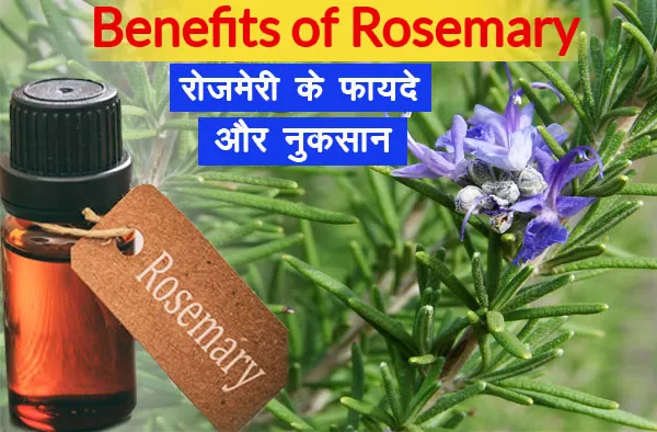 Benefits of rosemary in Hindi